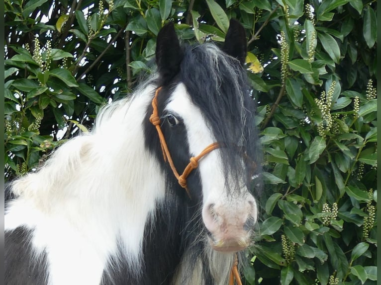 Cob Irlandese / Tinker / Gypsy Vanner Giumenta 9 Anni 129 cm Pezzato in Lathen