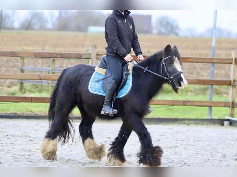 Cob Irlandese / Tinker / Gypsy Vanner Giumenta 9 Anni 130 cm Morello in Bogaarden