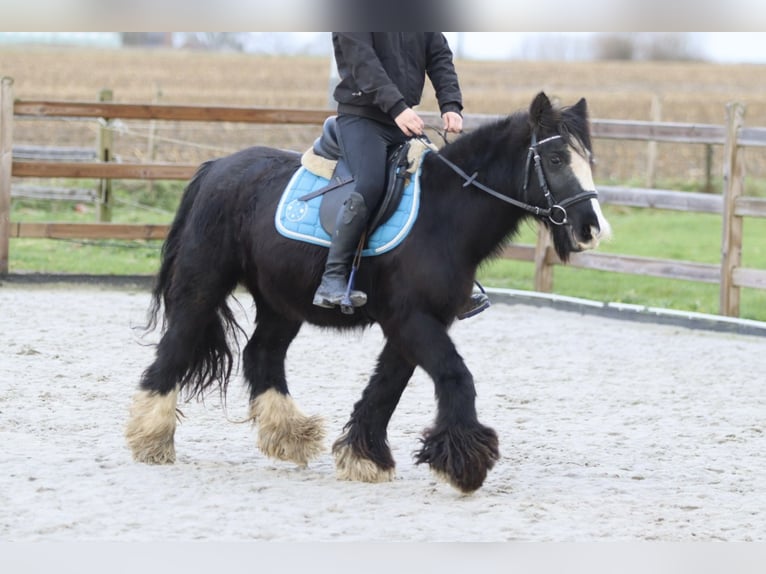 Cob Irlandese / Tinker / Gypsy Vanner Giumenta 9 Anni 130 cm Morello in Bogaarden