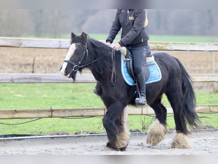 Cob Irlandese / Tinker / Gypsy Vanner Giumenta 9 Anni 130 cm Morello in Bogaarden