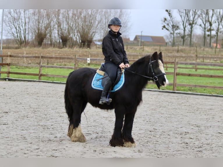 Cob Irlandese / Tinker / Gypsy Vanner Giumenta 9 Anni 130 cm Morello in Bogaarden