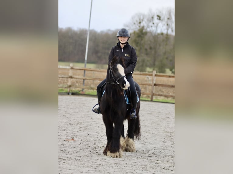 Cob Irlandese / Tinker / Gypsy Vanner Giumenta 9 Anni 130 cm Morello in Bogaarden