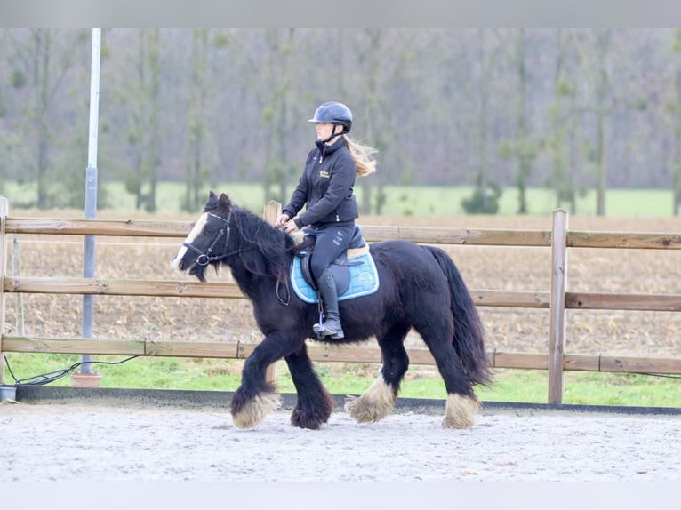 Cob Irlandese / Tinker / Gypsy Vanner Giumenta 9 Anni 130 cm Morello in Bogaarden