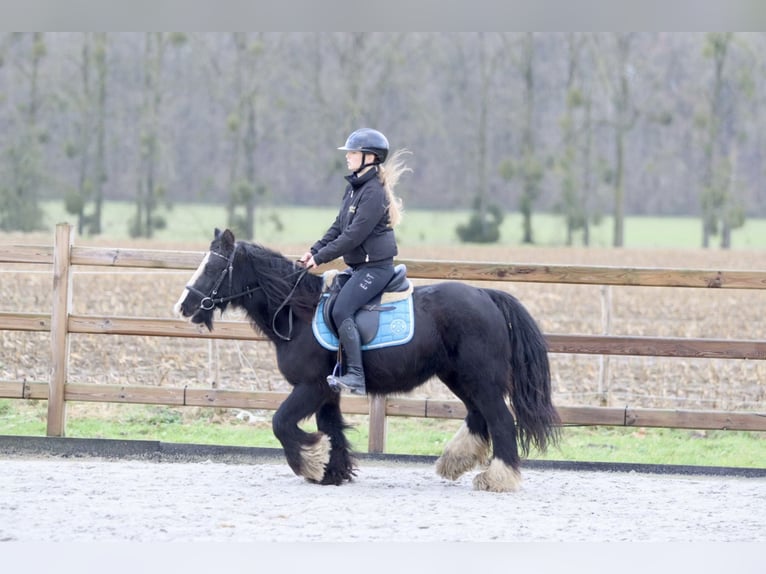 Cob Irlandese / Tinker / Gypsy Vanner Giumenta 9 Anni 130 cm Morello in Bogaarden