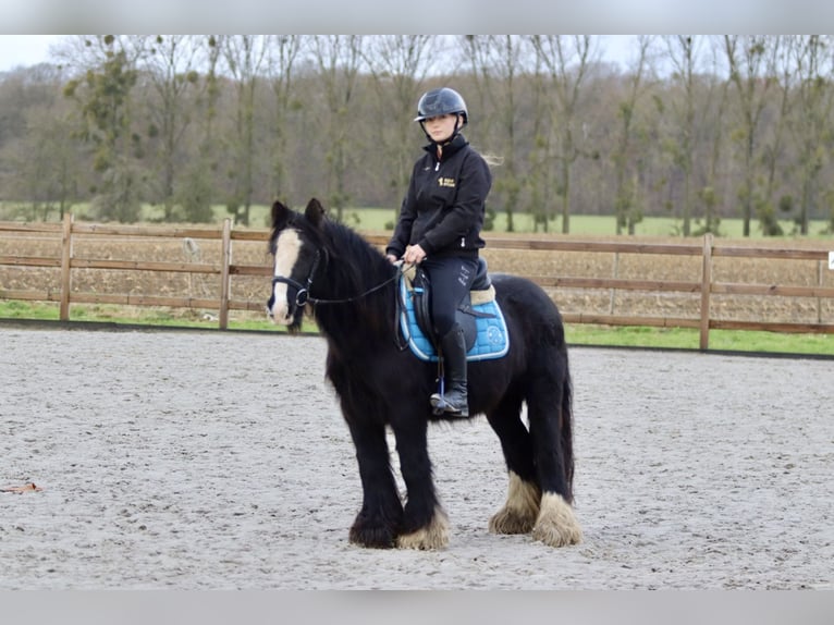 Cob Irlandese / Tinker / Gypsy Vanner Giumenta 9 Anni 130 cm Morello in Bogaarden