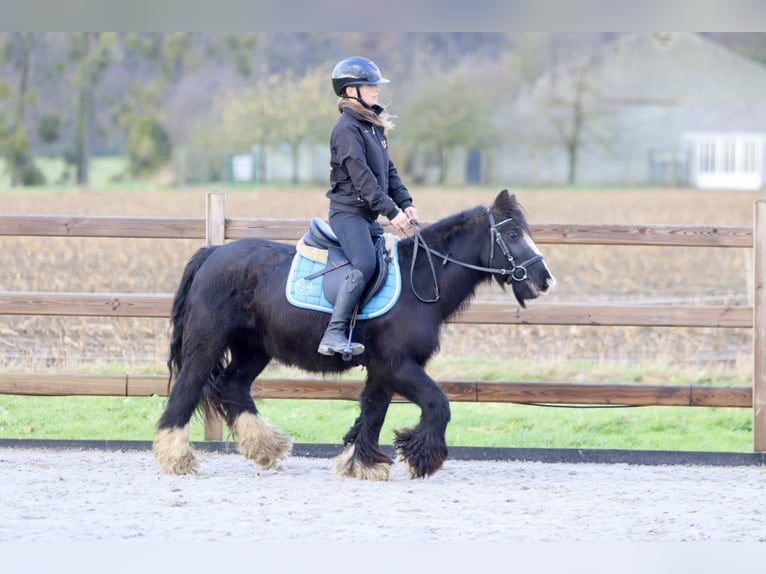 Cob Irlandese / Tinker / Gypsy Vanner Giumenta 9 Anni 130 cm Morello in Bogaarden