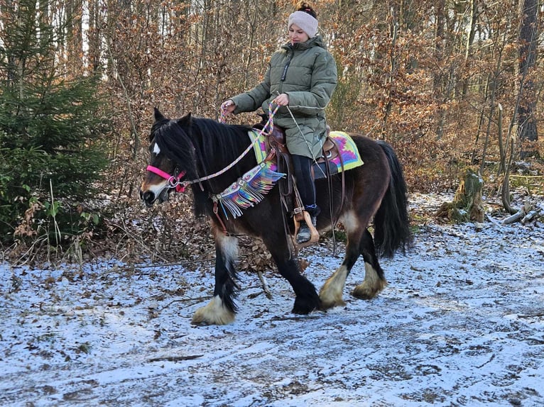 Cob Irlandese / Tinker / Gypsy Vanner Giumenta 9 Anni 132 cm Baio in Linkenbach