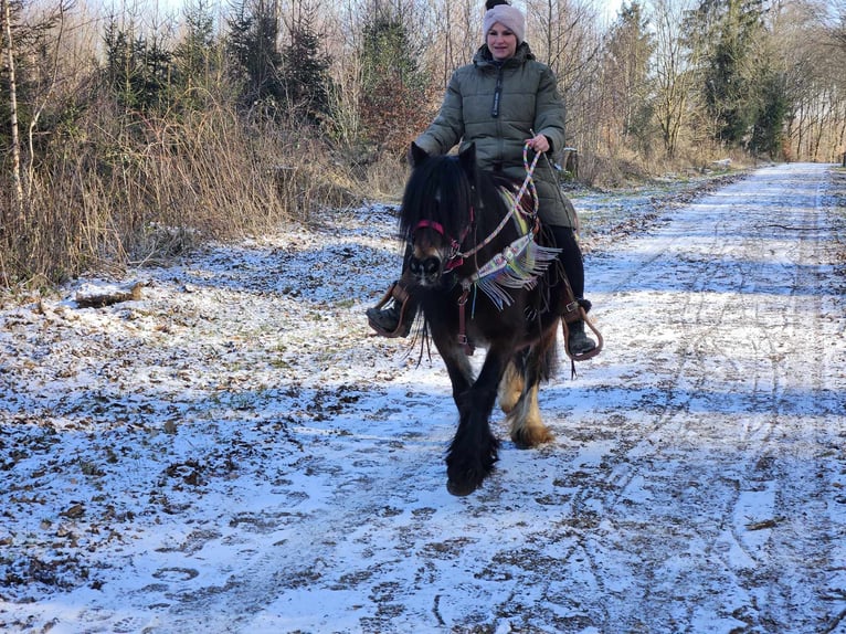 Cob Irlandese / Tinker / Gypsy Vanner Giumenta 9 Anni 132 cm Baio in Linkenbach