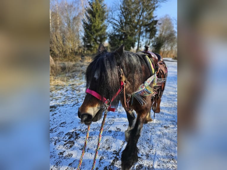 Cob Irlandese / Tinker / Gypsy Vanner Giumenta 9 Anni 132 cm Baio in Linkenbach