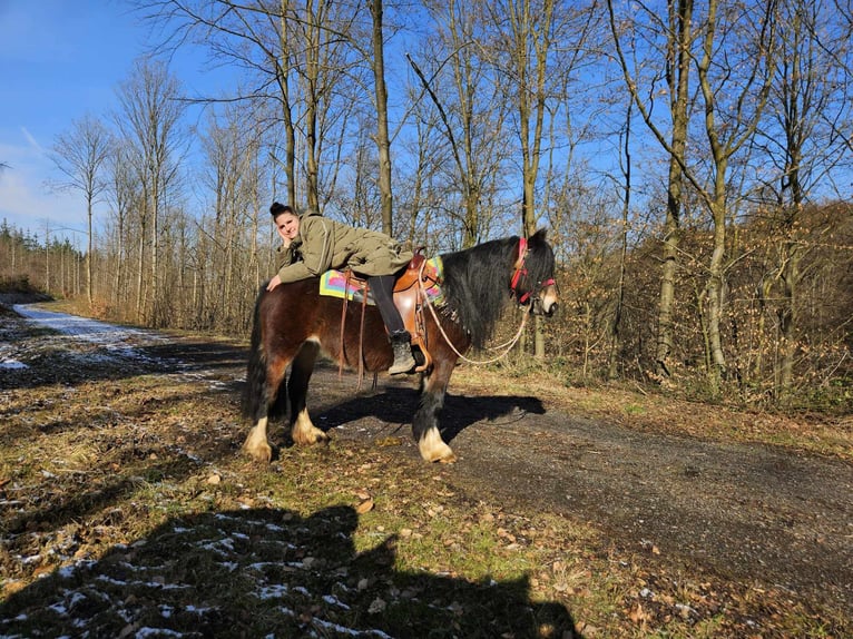 Cob Irlandese / Tinker / Gypsy Vanner Giumenta 9 Anni 132 cm Baio in Linkenbach