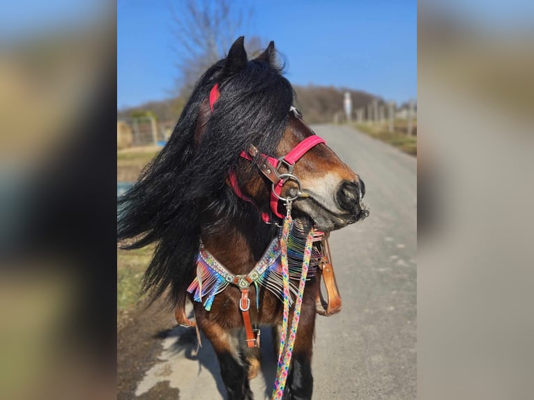 Cob Irlandese / Tinker / Gypsy Vanner Giumenta 9 Anni 132 cm Baio in Linkenbach