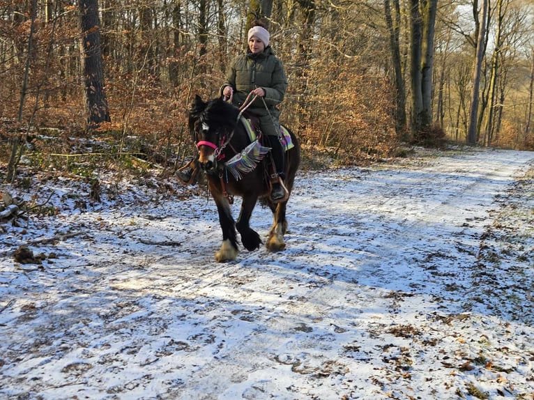 Cob Irlandese / Tinker / Gypsy Vanner Giumenta 9 Anni 132 cm Baio in Linkenbach