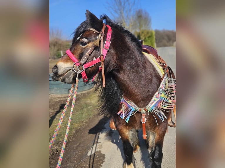 Cob Irlandese / Tinker / Gypsy Vanner Giumenta 9 Anni 132 cm Baio in Linkenbach