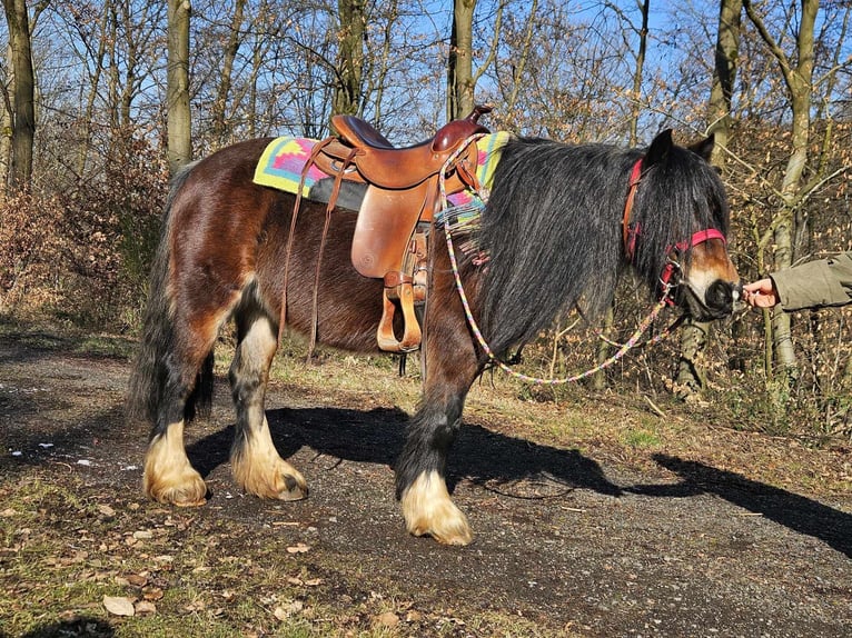 Cob Irlandese / Tinker / Gypsy Vanner Giumenta 9 Anni 132 cm Baio in Linkenbach