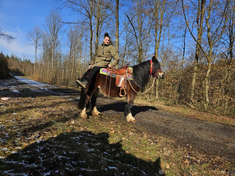 Cob Irlandese / Tinker / Gypsy Vanner Giumenta 9 Anni 132 cm Baio in Linkenbach