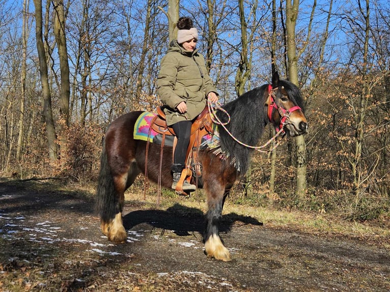 Cob Irlandese / Tinker / Gypsy Vanner Giumenta 9 Anni 132 cm Baio in Linkenbach