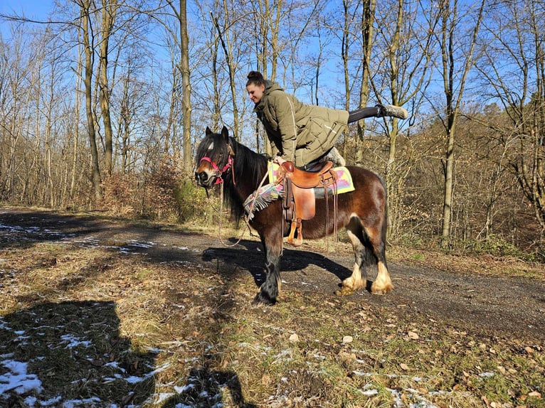 Cob Irlandese / Tinker / Gypsy Vanner Giumenta 9 Anni 132 cm Baio in Linkenbach