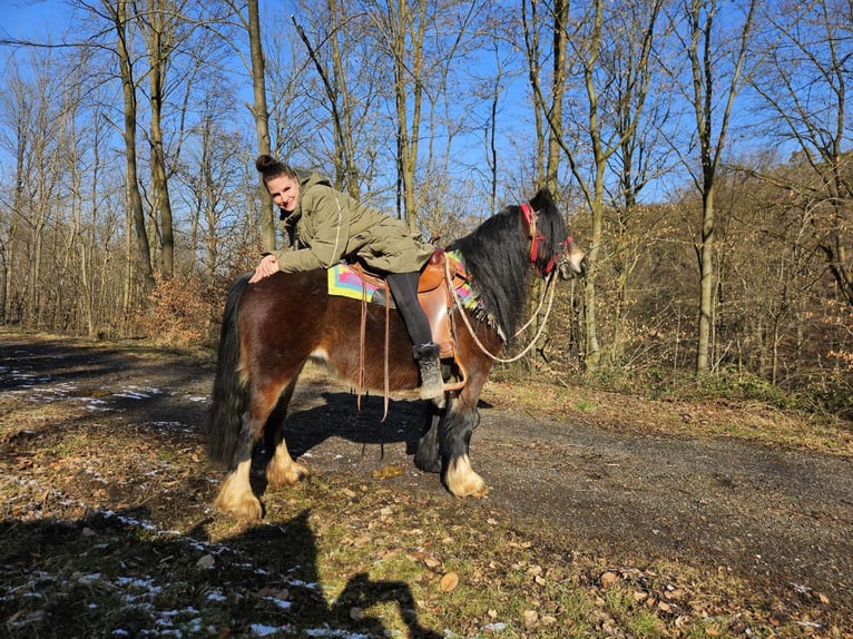 Cob Irlandese / Tinker / Gypsy Vanner Giumenta 9 Anni 132 cm Baio in Linkenbach