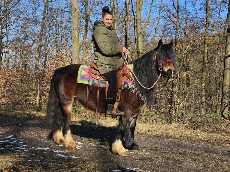 Cob Irlandese / Tinker / Gypsy Vanner Giumenta 9 Anni 132 cm Baio in Linkenbach