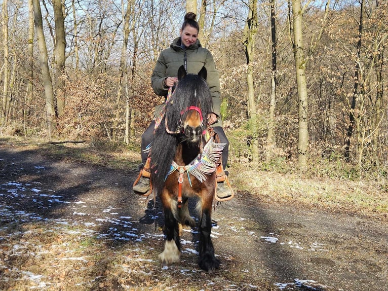 Cob Irlandese / Tinker / Gypsy Vanner Giumenta 9 Anni 132 cm Baio in Linkenbach