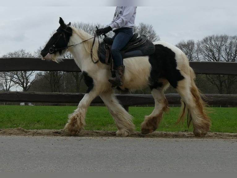 Cob Irlandese / Tinker / Gypsy Vanner Giumenta 9 Anni 140 cm Pezzato in Lathen