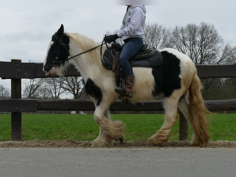 Cob Irlandese / Tinker / Gypsy Vanner Giumenta 9 Anni 140 cm Pezzato in Lathen