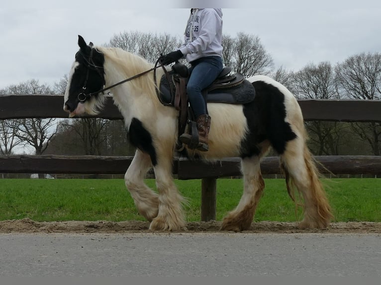 Cob Irlandese / Tinker / Gypsy Vanner Giumenta 9 Anni 140 cm Pezzato in Lathen