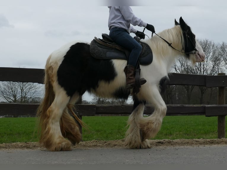 Cob Irlandese / Tinker / Gypsy Vanner Giumenta 9 Anni 140 cm Pezzato in Lathen