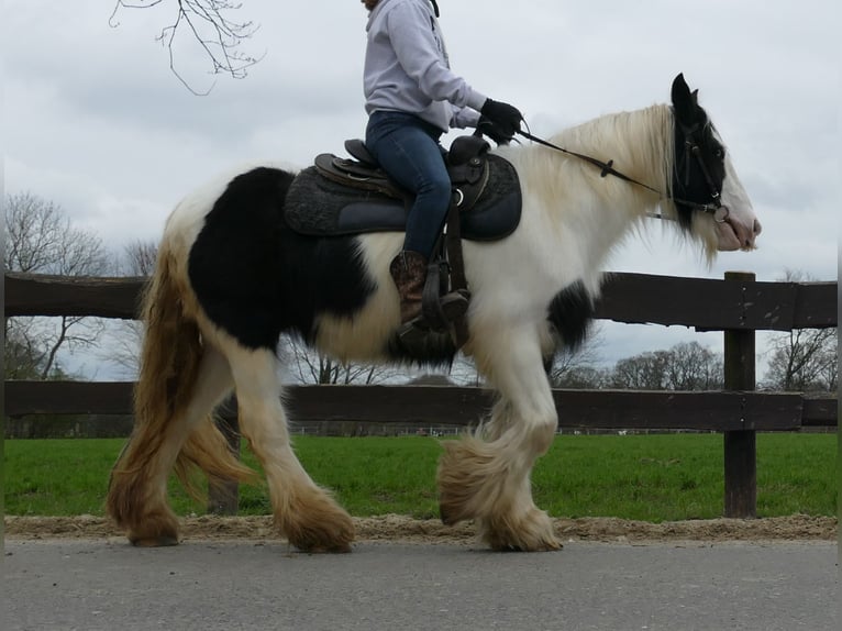 Cob Irlandese / Tinker / Gypsy Vanner Giumenta 9 Anni 140 cm Pezzato in Lathen