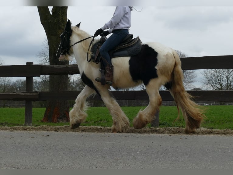 Cob Irlandese / Tinker / Gypsy Vanner Giumenta 9 Anni 140 cm Pezzato in Lathen