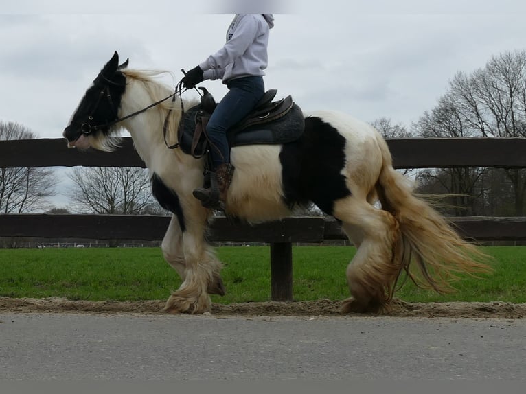 Cob Irlandese / Tinker / Gypsy Vanner Giumenta 9 Anni 140 cm Pezzato in Lathen