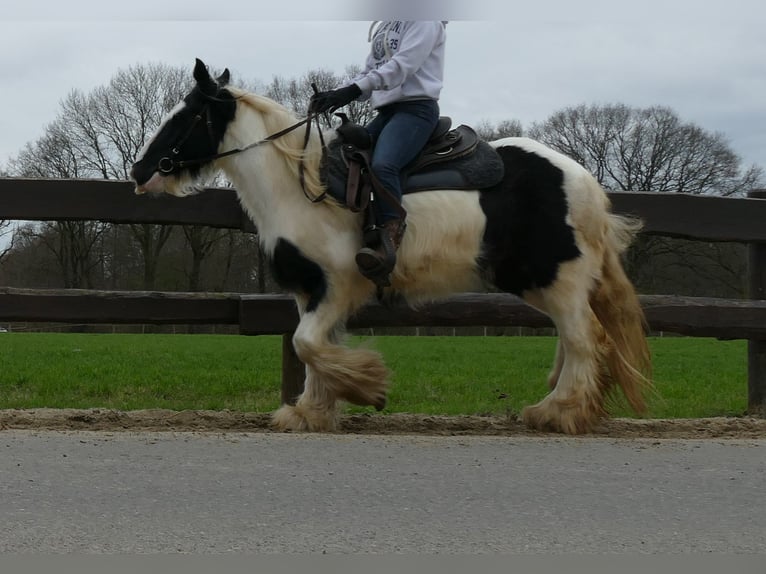 Cob Irlandese / Tinker / Gypsy Vanner Giumenta 9 Anni 140 cm Pezzato in Lathen