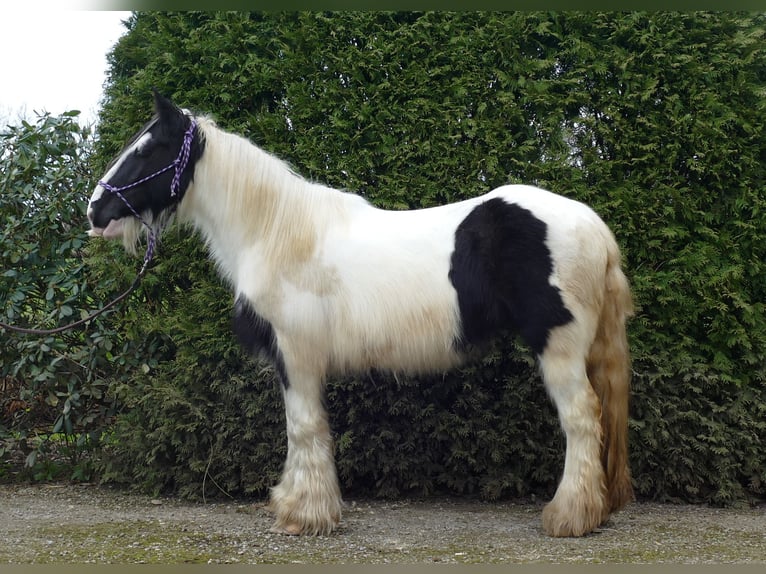 Cob Irlandese / Tinker / Gypsy Vanner Giumenta 9 Anni 140 cm Pezzato in Lathen