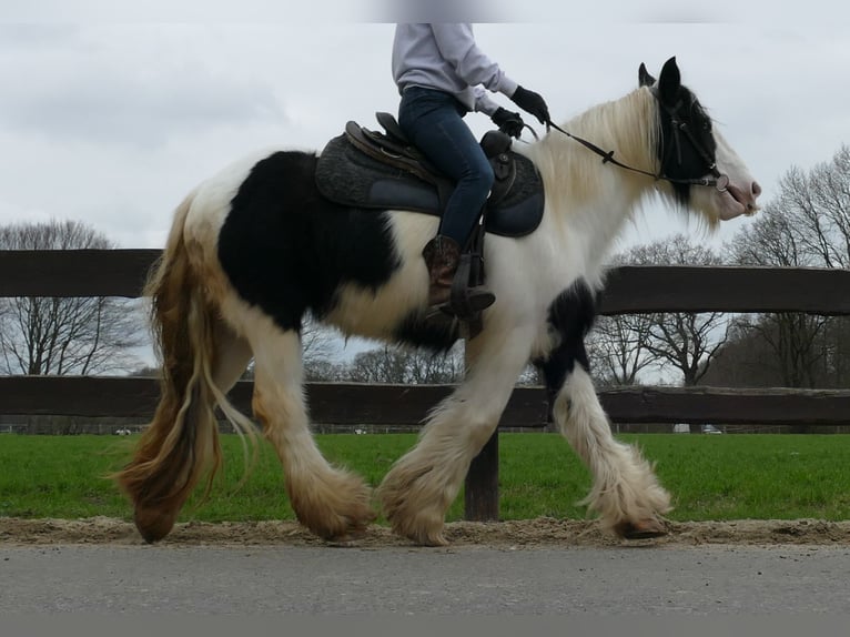 Cob Irlandese / Tinker / Gypsy Vanner Giumenta 9 Anni 140 cm Pezzato in Lathen