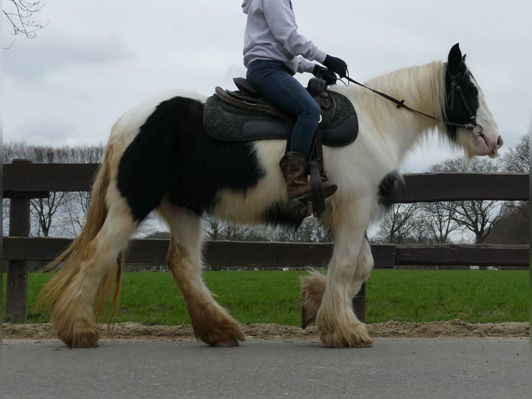 Cob Irlandese / Tinker / Gypsy Vanner Giumenta 9 Anni 140 cm Pezzato in Lathen