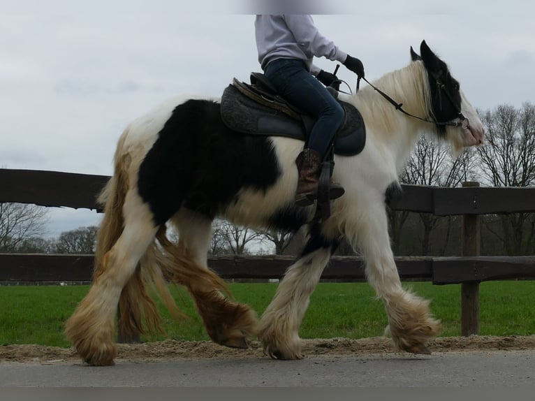 Cob Irlandese / Tinker / Gypsy Vanner Giumenta 9 Anni 140 cm Pezzato in Lathen