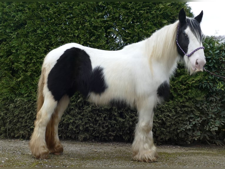 Cob Irlandese / Tinker / Gypsy Vanner Giumenta 9 Anni 140 cm Pezzato in Lathen