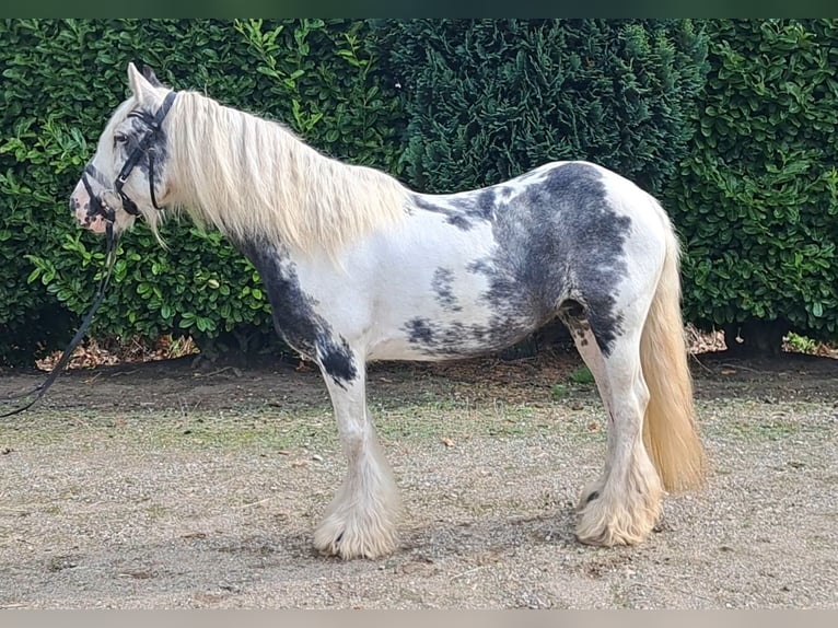 Cob Irlandese / Tinker / Gypsy Vanner Giumenta 9 Anni 140 cm Pezzato in Oud Gastel