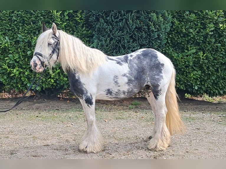 Cob Irlandese / Tinker / Gypsy Vanner Giumenta 9 Anni 140 cm Pezzato in Oud Gastel