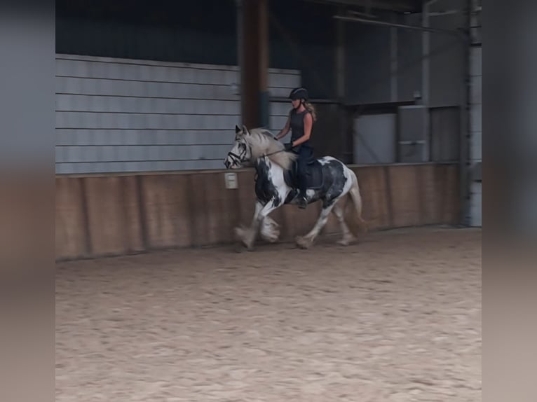 Cob Irlandese / Tinker / Gypsy Vanner Giumenta 9 Anni 140 cm Pezzato in Oud Gastel