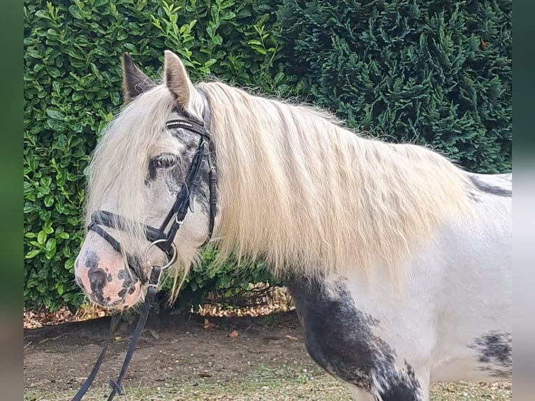 Cob Irlandese / Tinker / Gypsy Vanner Giumenta 9 Anni 140 cm Pezzato in Oud Gastel