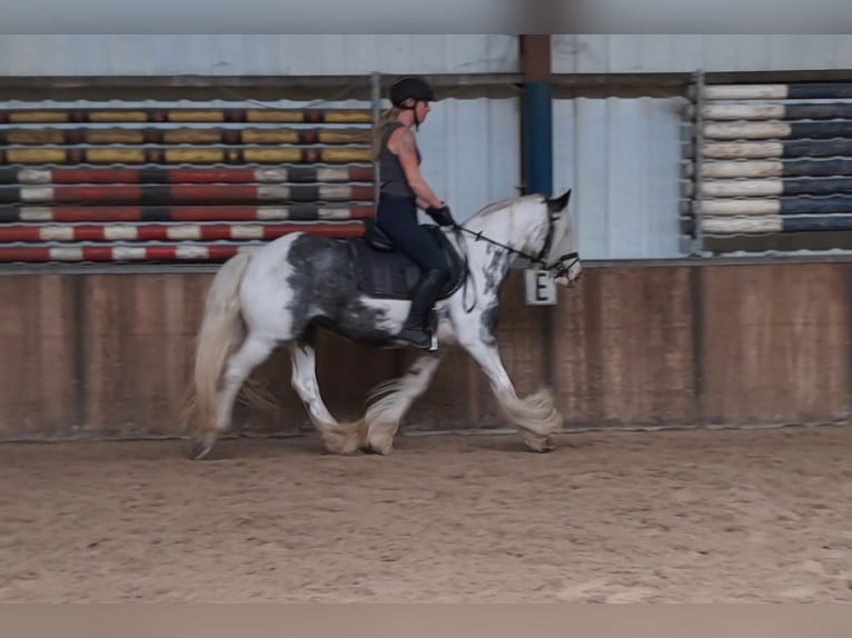 Cob Irlandese / Tinker / Gypsy Vanner Giumenta 9 Anni 140 cm Pezzato in Oud Gastel