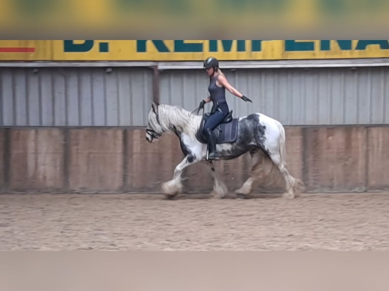 Cob Irlandese / Tinker / Gypsy Vanner Giumenta 9 Anni 140 cm Pezzato in Oud Gastel