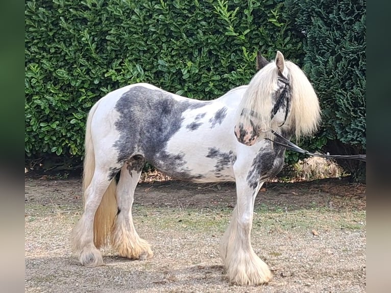 Cob Irlandese / Tinker / Gypsy Vanner Giumenta 9 Anni 140 cm Pezzato in Oud Gastel