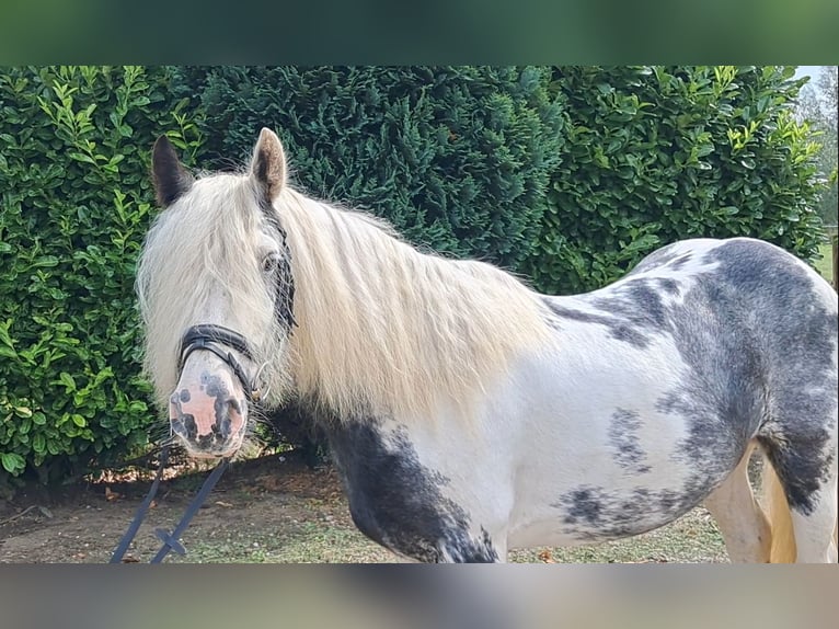 Cob Irlandese / Tinker / Gypsy Vanner Giumenta 9 Anni 140 cm Pezzato in Oud Gastel