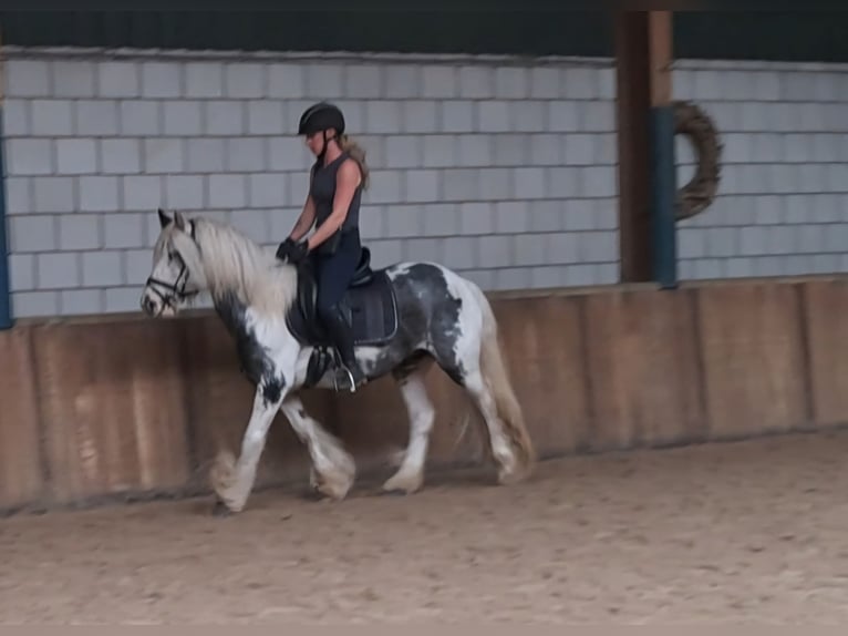 Cob Irlandese / Tinker / Gypsy Vanner Giumenta 9 Anni 140 cm Pezzato in Oud Gastel