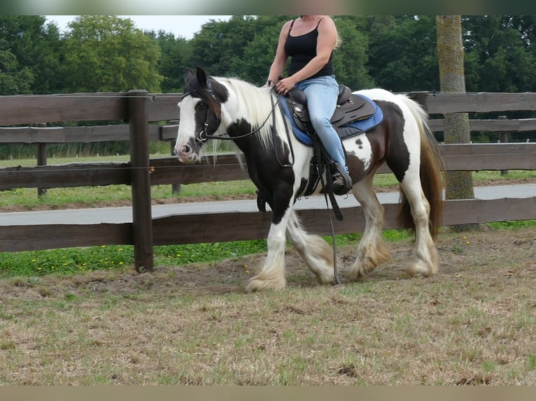 Cob Irlandese / Tinker / Gypsy Vanner Giumenta 9 Anni 141 cm Pezzato in Lathen