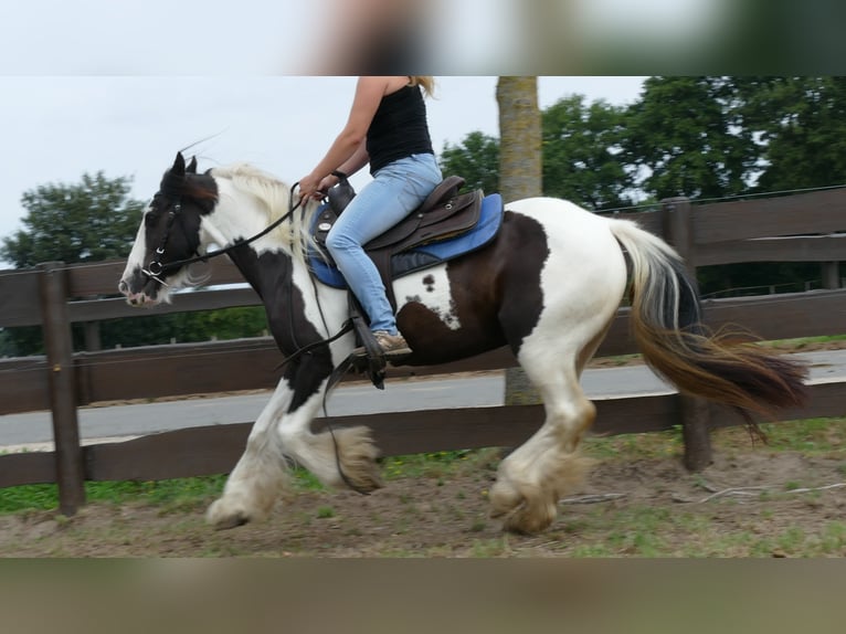 Cob Irlandese / Tinker / Gypsy Vanner Giumenta 9 Anni 141 cm Pezzato in Lathen