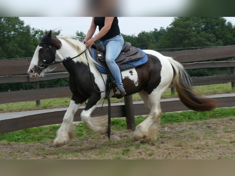 Cob Irlandese / Tinker / Gypsy Vanner Giumenta 9 Anni 141 cm Pezzato in Lathen