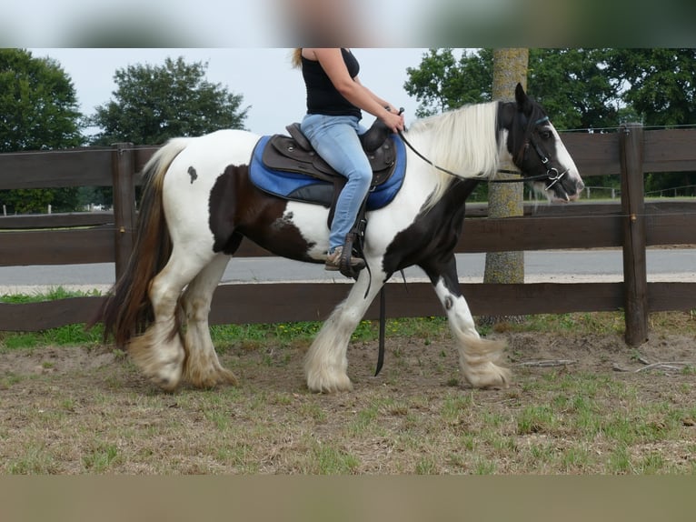 Cob Irlandese / Tinker / Gypsy Vanner Giumenta 9 Anni 141 cm Pezzato in Lathen